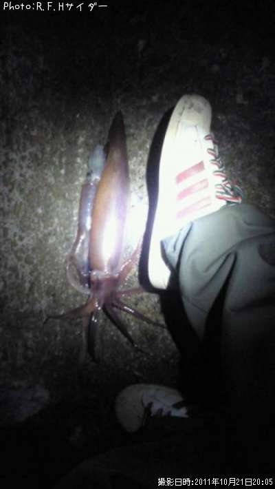 ����ᥤ��