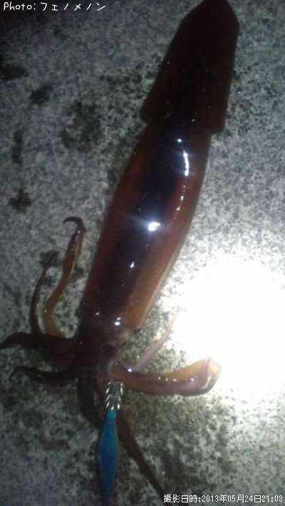 ����ᥤ��