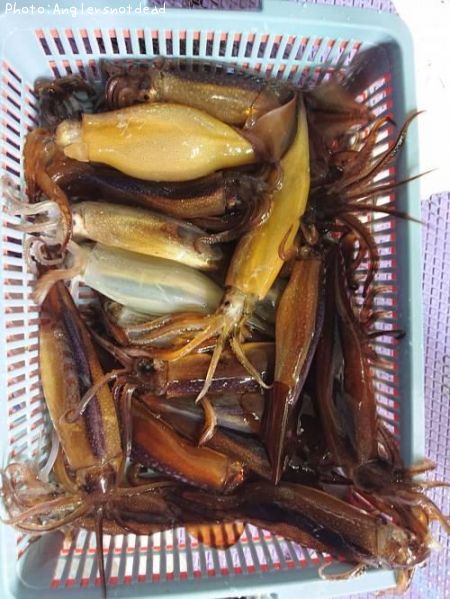 ����ᥤ��