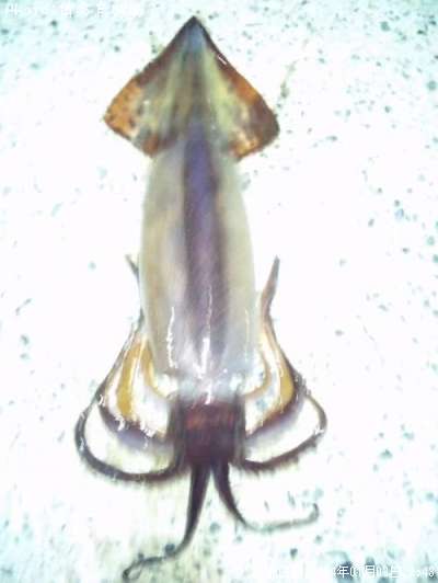 ����ᥤ��