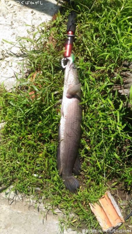 ��̳����ʥ��ȥ饤�ץɥ��͡����إåɡ�