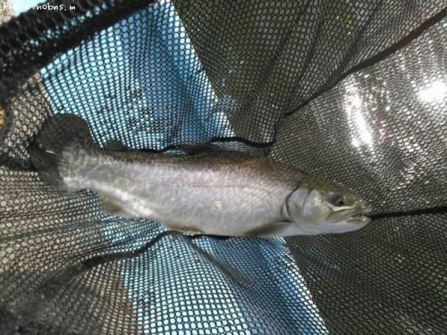 ���������ȥ饦��