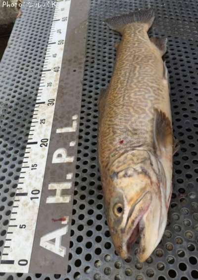 ���������ȥ饦��