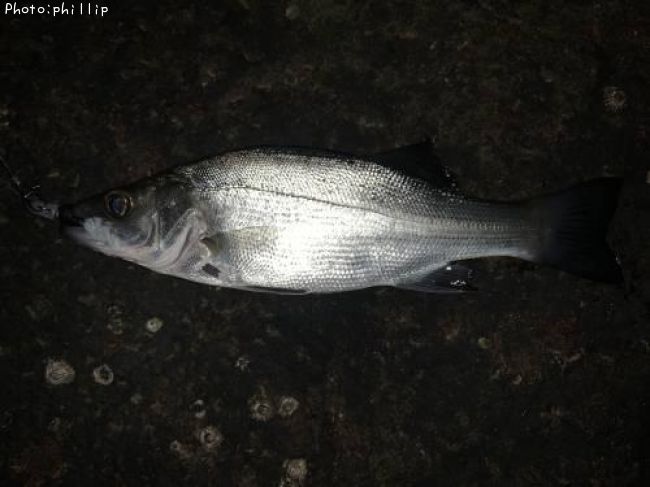 �����ꥯ������