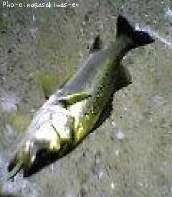 �����ꥯ������