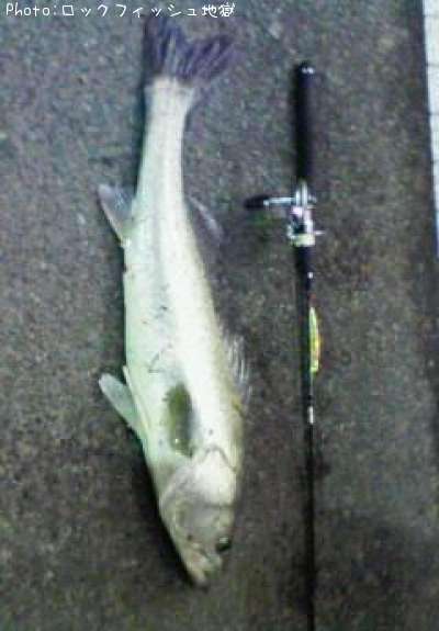 �����ꥯ������