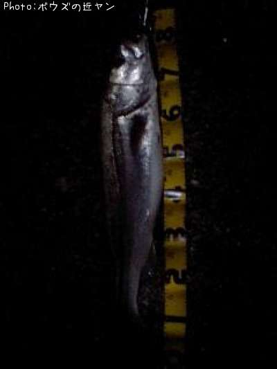 �����ꥯ������