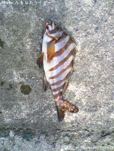 �����Υϥ���