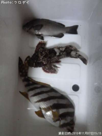 �����Υϥ��������饫�֡��᥸��