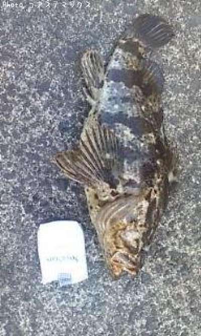 �����Υ���Х�