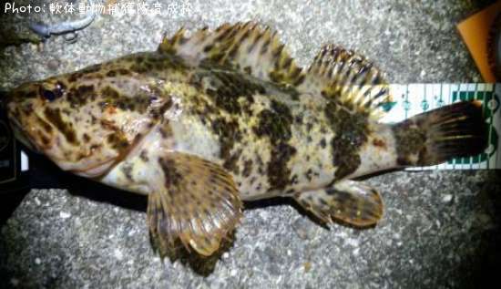 �����Υ���Х�