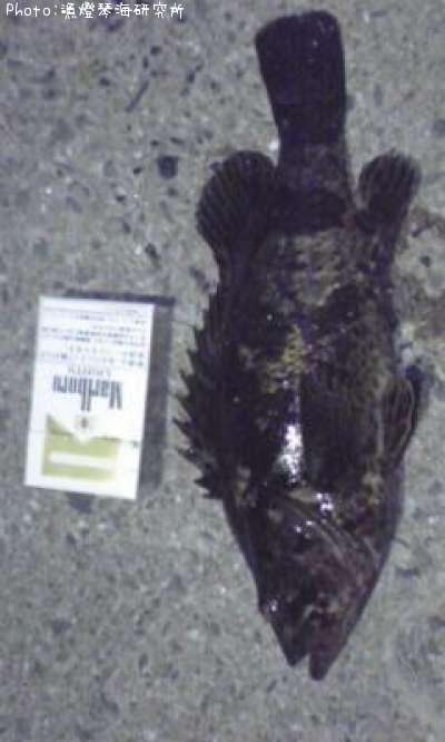 �����Υ���Х�