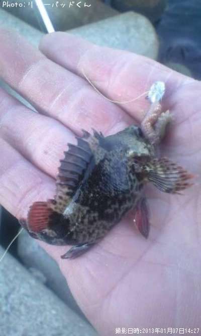 �ҥ��������