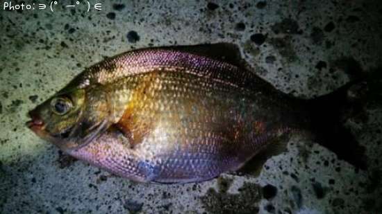 �����ʥ�