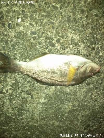 �����ʥ�