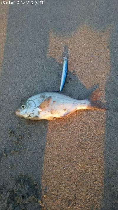 �����ʥ�