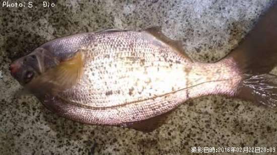 �����ʥ�