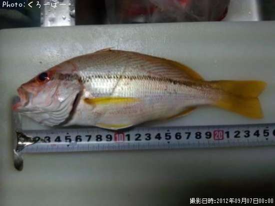 ���ƥե��������ӥ�����