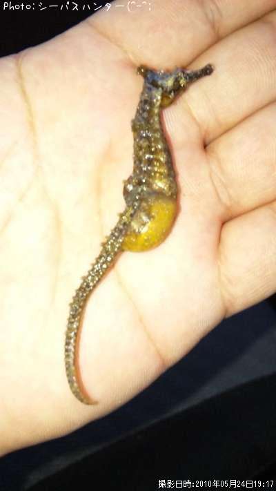 ���ĥΥ��ȥ���