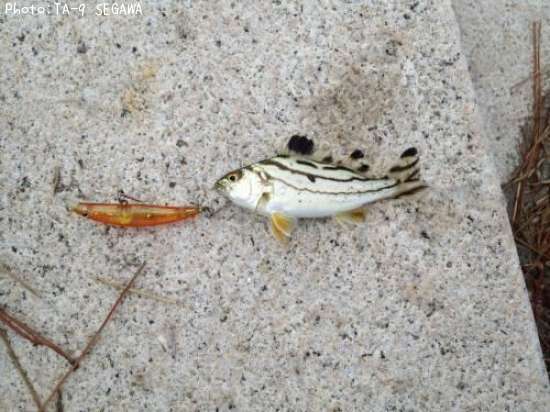 ���Ƶ��Ǥ���