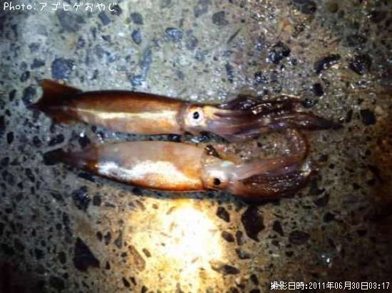 �ƥ��Ӥ���