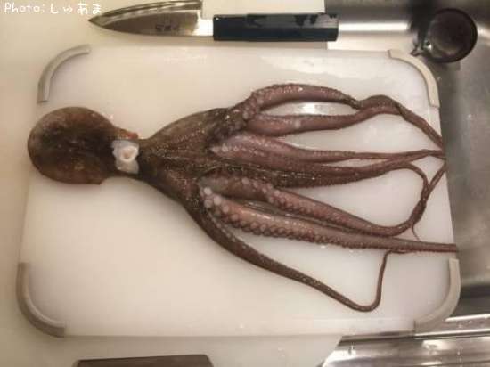 �ƥʥ�����