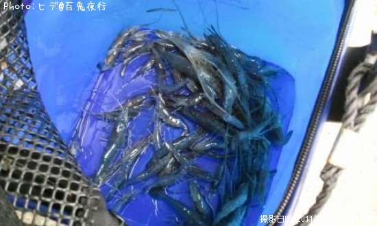 �ƥʥ�����