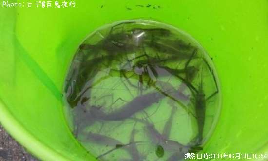 �ƥʥ�����