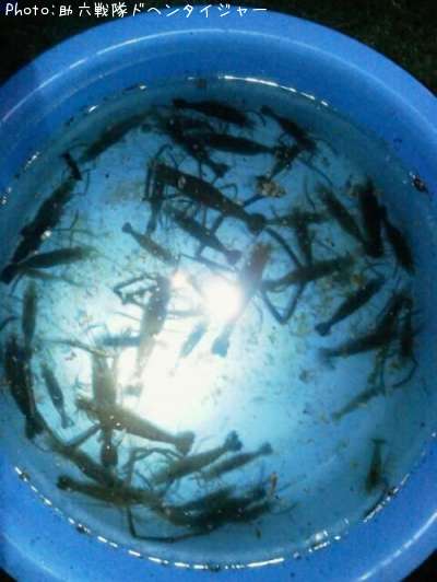 �ƥʥ�����