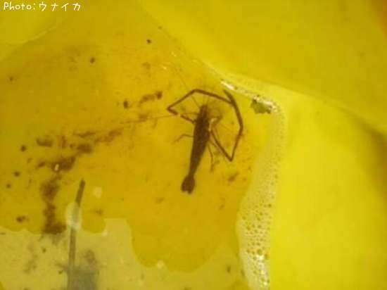 �ƥʥ�����