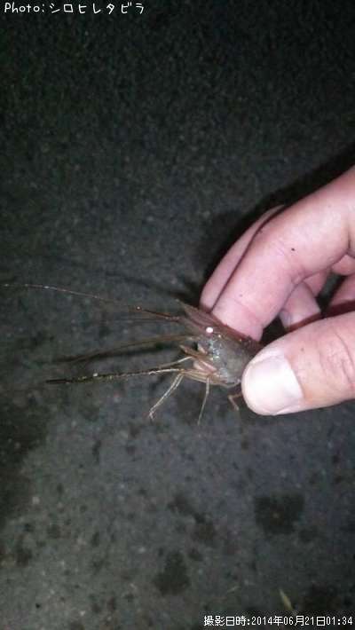 �ƥʥ�����