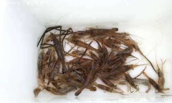 �ƥʥ�����