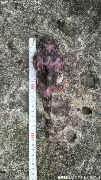 �ȥ�������