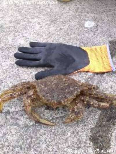 �ȥ����ꥬ��