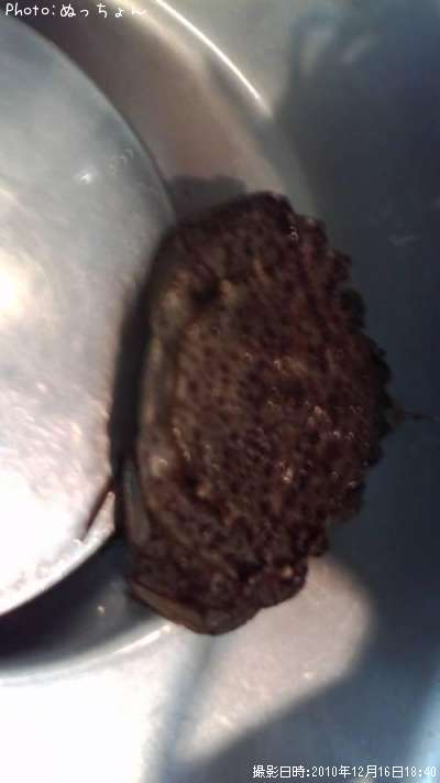 �ȥ����ꥬ��