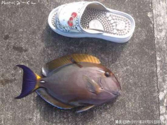 �ȥ����㡼