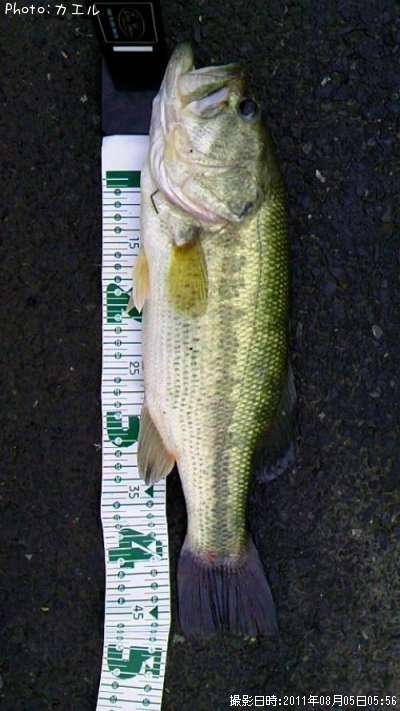 �ȥå��������֥�å��Х�