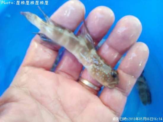 �ȥ饮����������