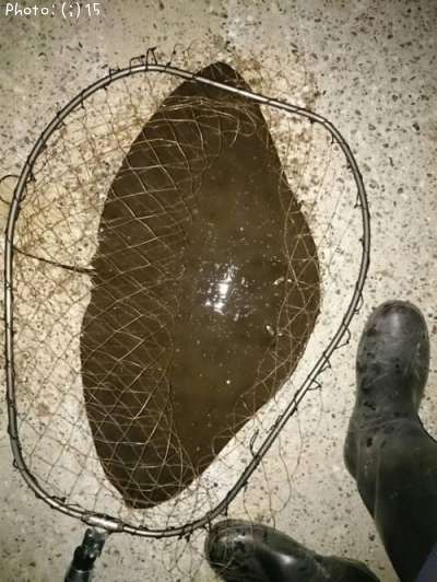 �ĥХ�������