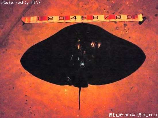 �ĥХ�������