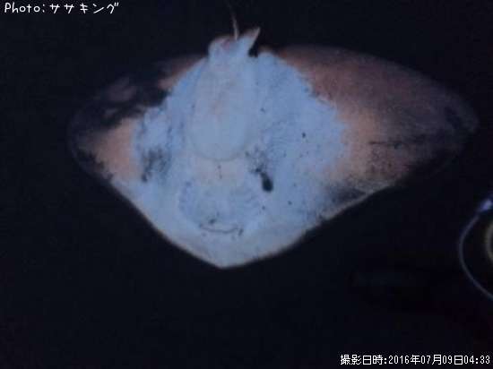 �ĥХ�������