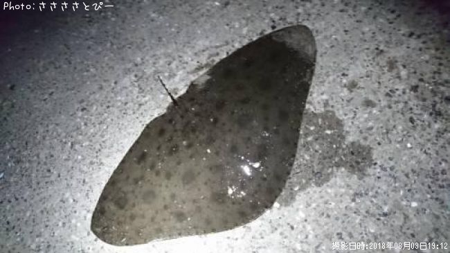 �ĥХ�����������������