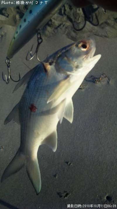 �ĥХᥳ�Υ���