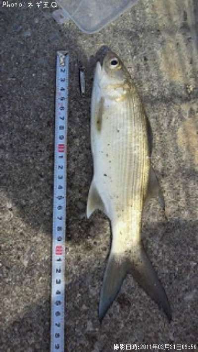 �ĥХᥳ�Υ���