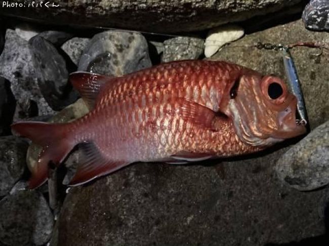 �ĥޥ�ޥĥ���