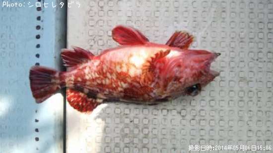 ���å��ꥫ����