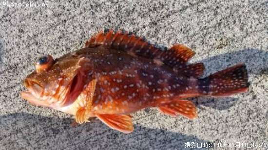 ���å��ꥫ����