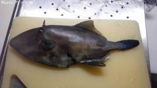 ���ޥť�ϥ�