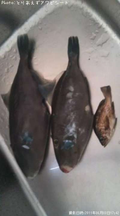 ���ޥť�ϥ�