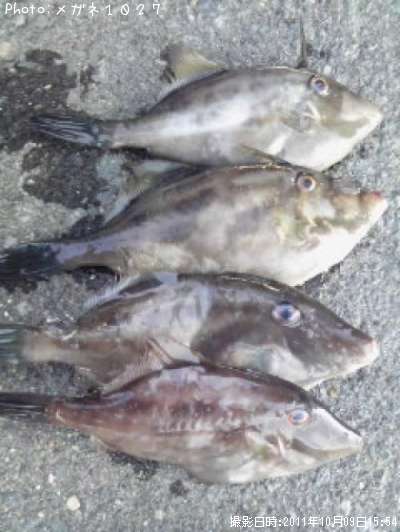 ���ޥť�ϥ�